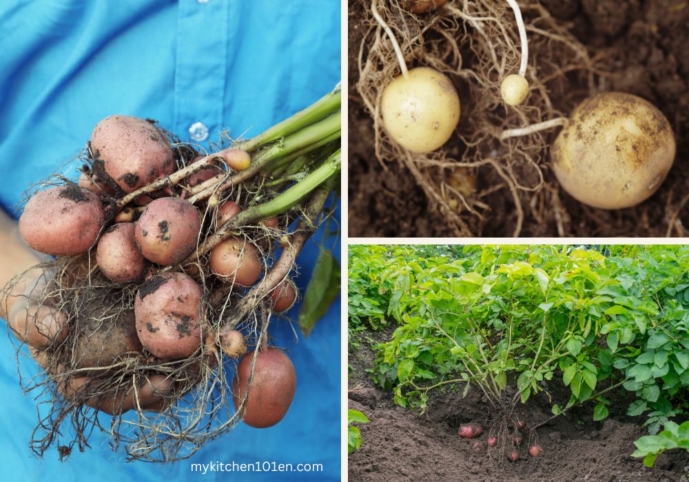 Potato plant with tubers