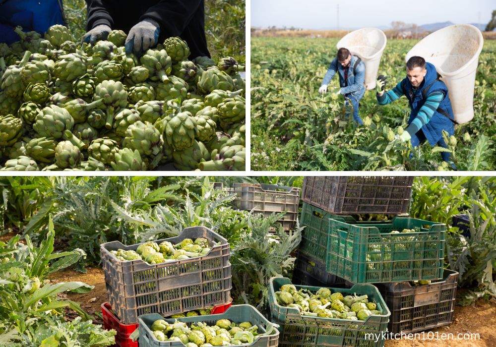 artichoke harvesting