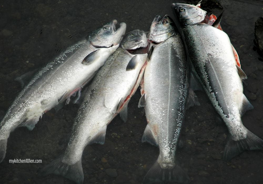 king salmon