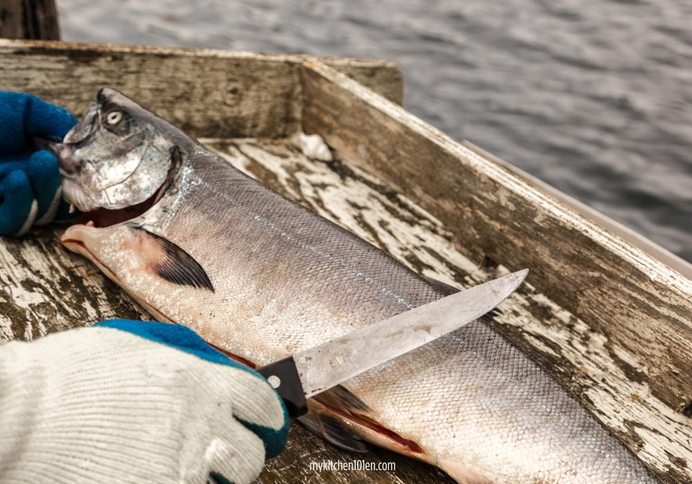 scaling salmon