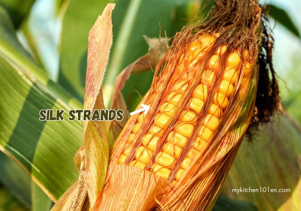 silk strands on corn